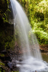 Fototapeta premium Jeden z wodospadów w lesie chmur wzdłuż szlaku turystycznego Lost Waterfalls w pobliżu Boquete w Panamie