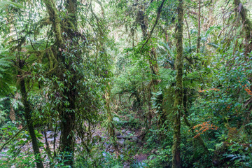 Cloud forest near Boquete, Panama