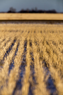 Stubble Field at Sunset
