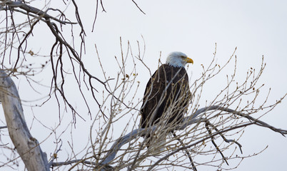 Desert Bald Eagle