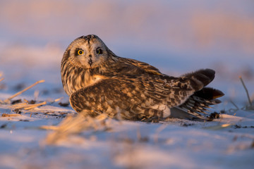 Injured Short Eared Owl