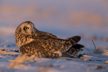 Injured Short Eared Owl