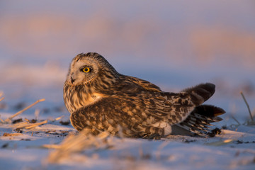 Injured Short Eared Owl