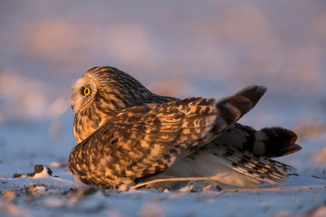 Injured Short Eared Owl