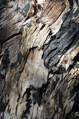 Burnt Gum Tree Bark Texture