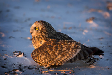 Injured Short Eared Owl