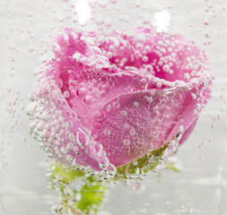 Pink rose sinked in the champagne with tons of bubbles