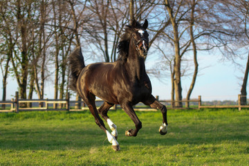 Wilder Galopp