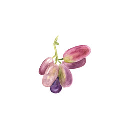 Watercolor grape fruit isolated on white background. Botany illustration
