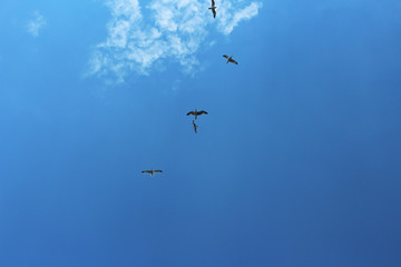 Bird fly high in the light blue sky