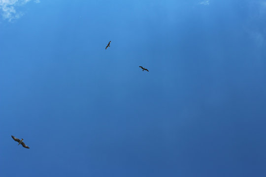 Bird fly high in the light blue sky