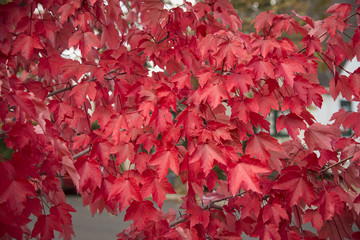 Red Autumn leaves closeup