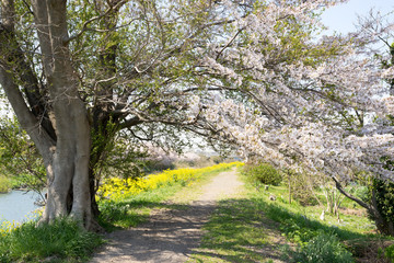 満開の桜と菜の花