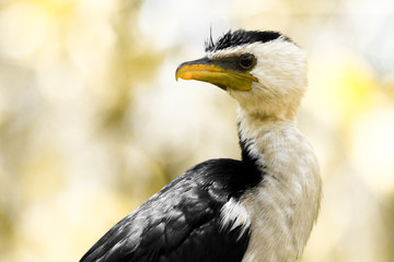 Wild model posing on the tree..A Cormorant