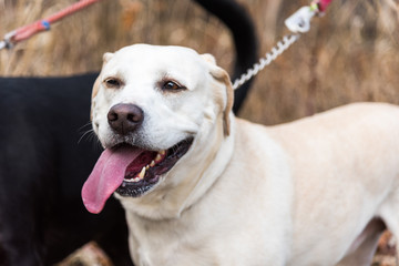 White Labrador