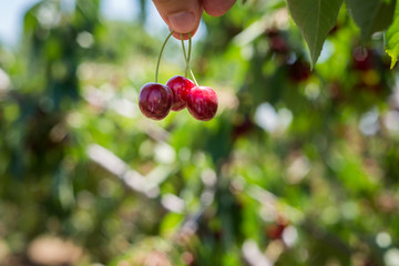 Cherry Picking at Bustan Bereshit in the Golan Heights