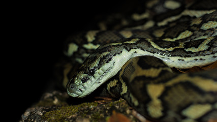 Chilling Carpet Python on the rock