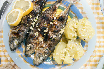 Atlantic horse mackerel meal