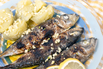 Atlantic horse mackerel meal