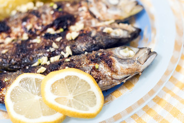 Atlantic horse mackerel meal