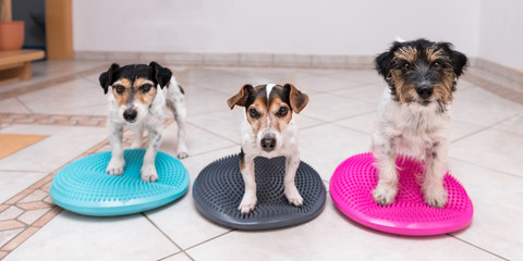 three small dogs on balance pillows - Jack Russell Terrier doggies - left: broken hair 7 years old...