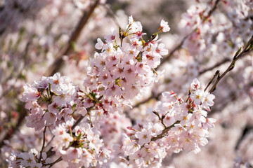 満開の桜