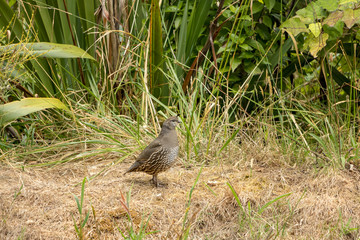 Quail Hen 