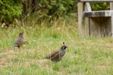 Quails In The Park 