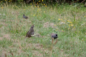 California Quail, Callipepla Californica, Small Convoy 