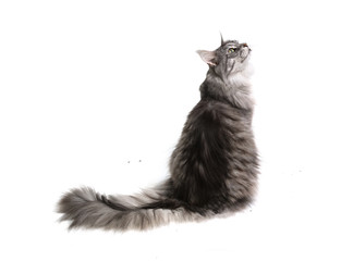Cat from the back