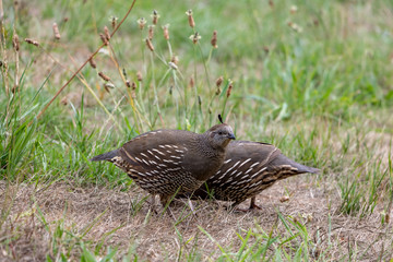 Female California Quail Hens 
