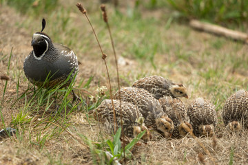 California Quail Convoy 