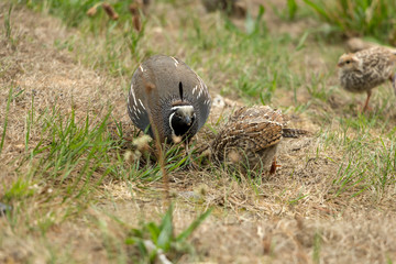 Male Quail With Chicks 