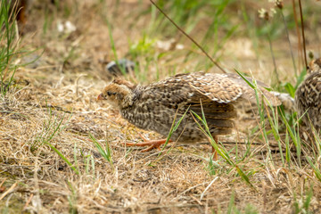 Baby California Quail Searching For Food 
