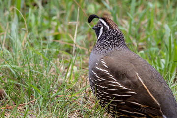 Californian Quail Male 