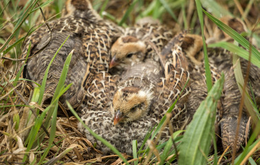 Clutch Of California Quail Chicks 