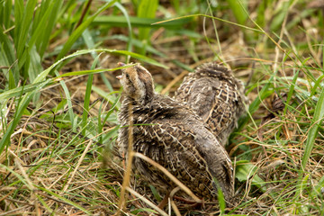 California Quail Chicks Foraging For Food 