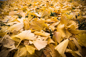 Ginkgo leaves on the ground