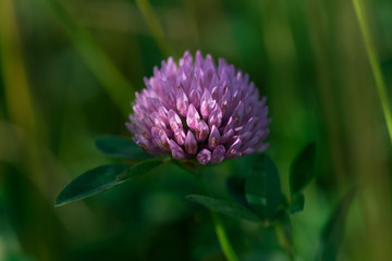 Trifolium pratense