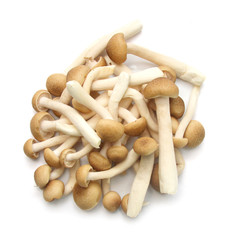 Brown beech mushrooms, Shimeji mushroom, Edible mushroom isolated on white background