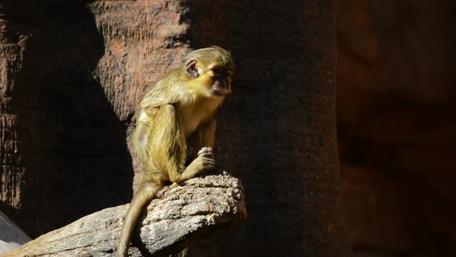 Gabon talapoin or northern talapoin monkey - Miopithecus ogouensis