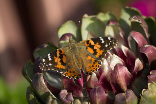 A migrating painted lady butterfly with outstretched wings, pointed antennae pollinating a pink flower