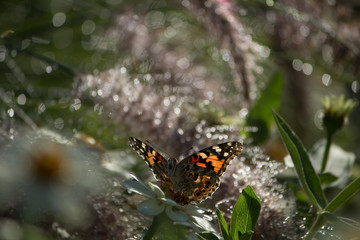 Painted lady butterfly in the garden amid morning dew droplets