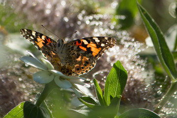 Painted lady butterfly in the garden amid morning dew droplets
