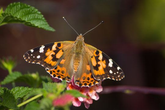 Painted lady butterfly with outstretched wings, pointed antennae perched on a pink flower