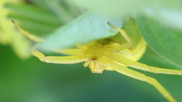 Goldenrod crab spider (lat. Misumena vatia), sits under a leaf, selective focus with shallow depth of field.  
