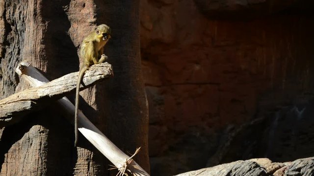Gabon talapoin or northern talapoin monkey in a tree - Miopithecus ogouensis
