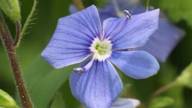 Blue wild flowers Germander Speedwell (Lat. Veronica chamaedrys), selective focus with shallow depth of field.   
