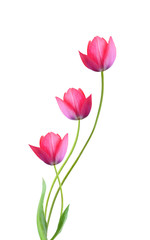 Three tulip flowers isolated on white background