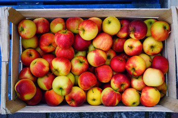 Crates of fresh heirloom apples at a French farmers market